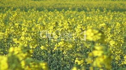 yellow rape blossoms in the wind 02