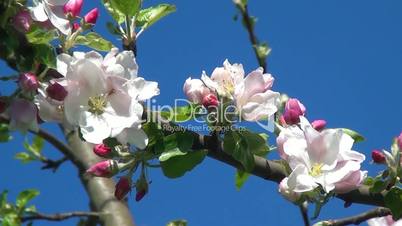 Blossoms of an apple tree swinging in the wind 01