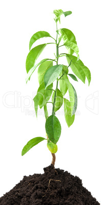 young green lemon