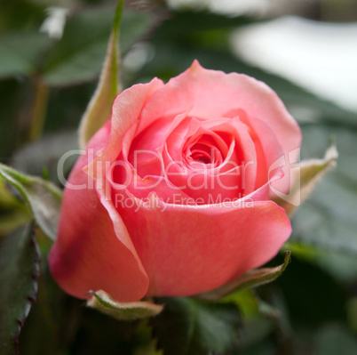 red rose close up