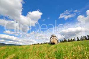 hund wiese frühling gassi