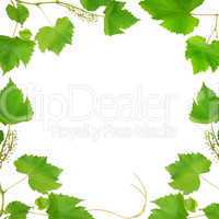 frame made of vine leaves isolated on white background