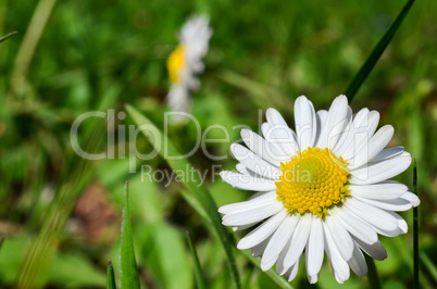 small daisy