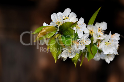 cherry flowers