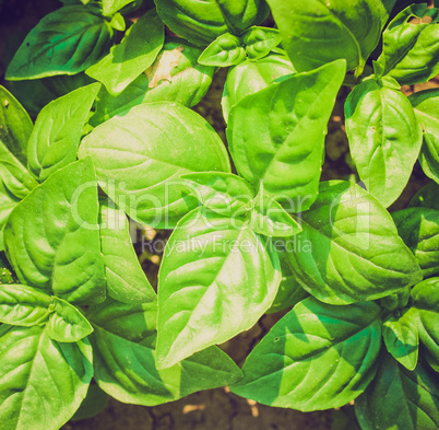 Retro look Basil picture