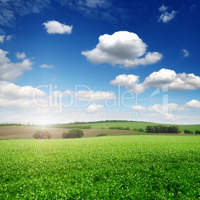 picturesque pea field and blue sky