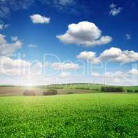 picturesque pea field and blue sky