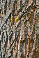 the bark of forest trees
