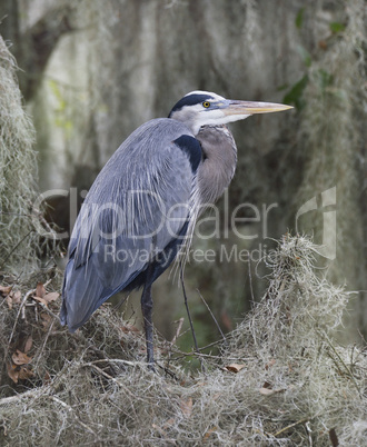 great blue heron