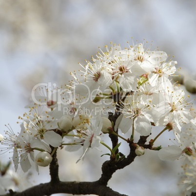 pflaumenbaumbluete - plum blossom 77