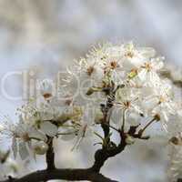 pflaumenbaumbluete - plum blossom 77