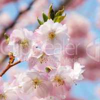 kirschblüte rosa - cherry blossom 38
