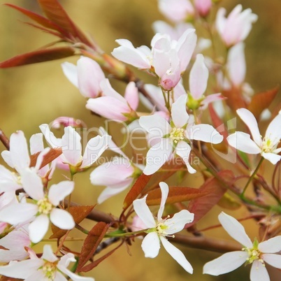 kupferfelsenbirne bluete - juneberry flower 02