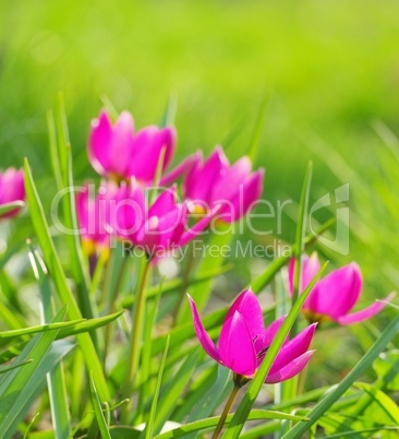 wildtulpe - wild tulip 11