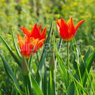 tulpe rot - tulip red 23