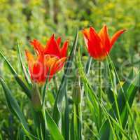 tulpe rot - tulip red 23