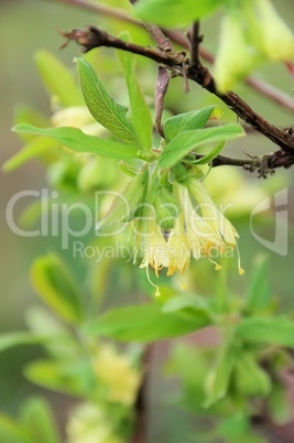 maibeere bluete - lonicera kamtschatica blossom 05