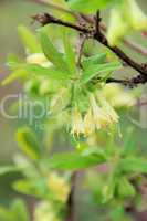 maibeere bluete - lonicera kamtschatica blossom 05