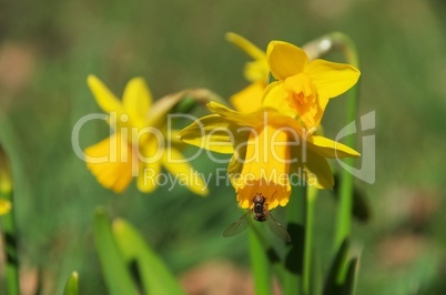 Osterglocke - daffodil 23