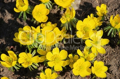 Winterling - winter aconite 11