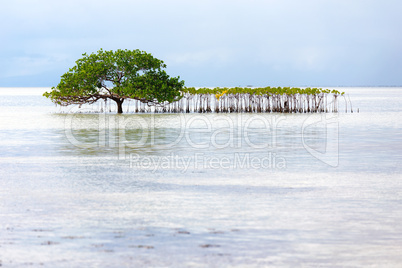 beautiful mangrove tree growing on the seashore