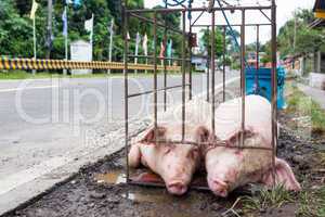 two pigs in a cage