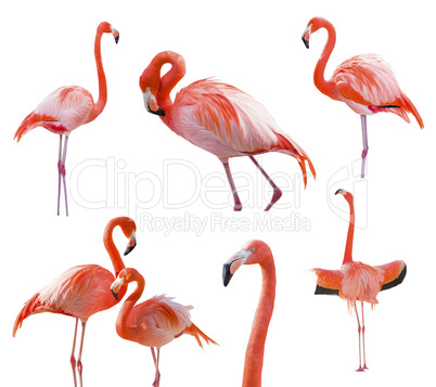 Collection of Flamingos Isolated on White