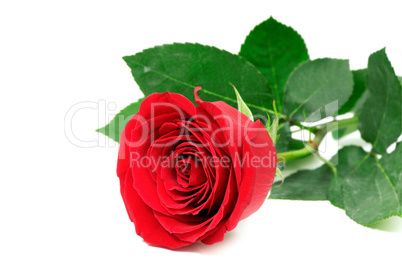 red rose