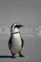 Brillenpinguin (Spheniscus demersus)