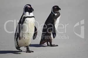 Brillenpinguine (Spheniscus demersus)