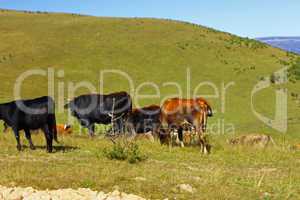 Many cows on the caucasus mountain grassland