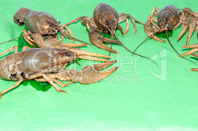 Boiled crayfish beer snack