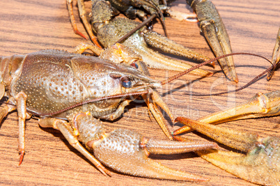 Boiled crayfish beer snack