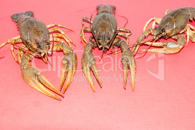 Boiled crayfish beer snack