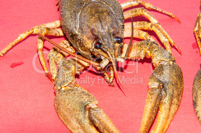 Boiled crayfish beer snack