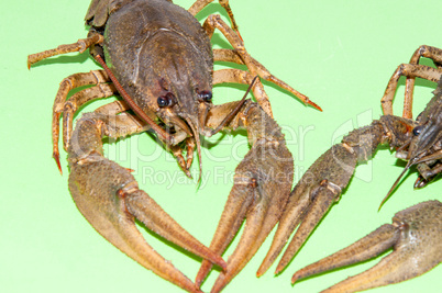 Boiled crayfish beer snack