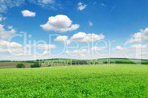 flowering field pea