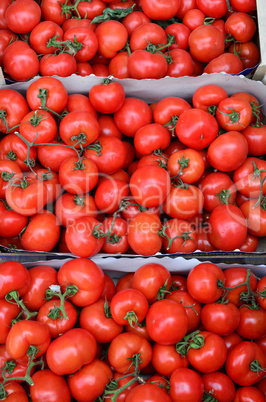 tomatoes in cardboard crates