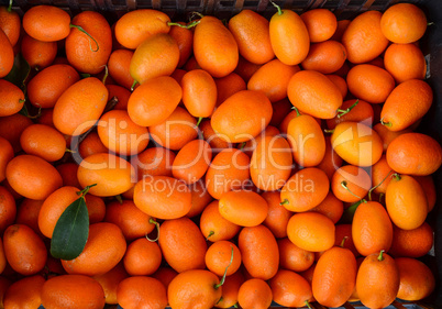 kumkquat (fortunella margarita)