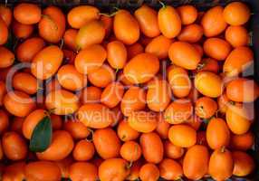kumkquat (fortunella margarita)