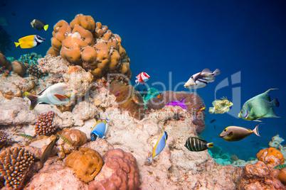 Tropical Coral Reef.
