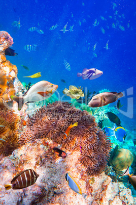 Tropical Coral Reef.