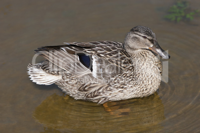 female duck on the water
