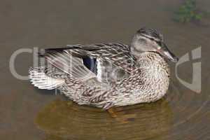 female duck on the water