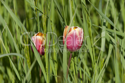 red and yellow tulips in grass