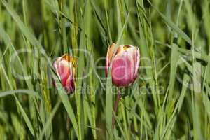 red and yellow tulips in grass