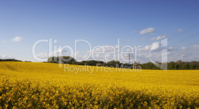 bright yellow canola field