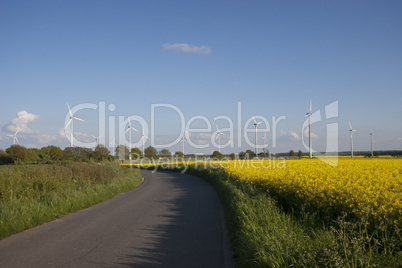 bright yellow canola field with windmills