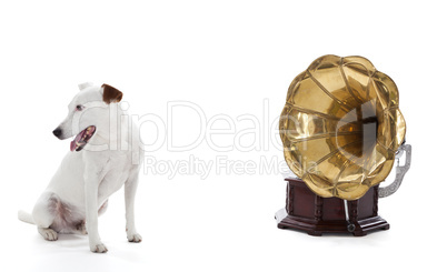 jack russell terrier sitting next to gramophone
