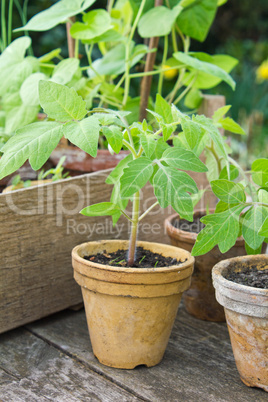 Tomato plants